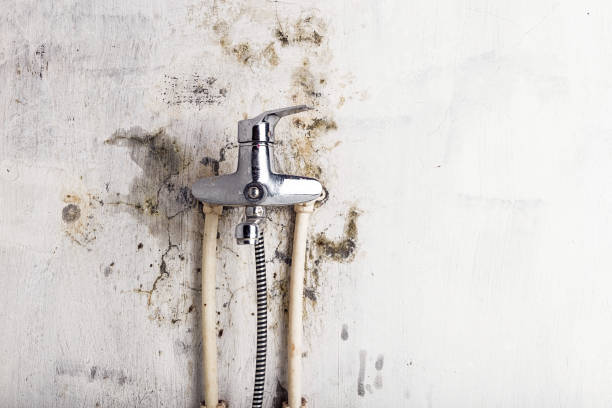 Best Mold Cleaning Services  in Stanton, MI