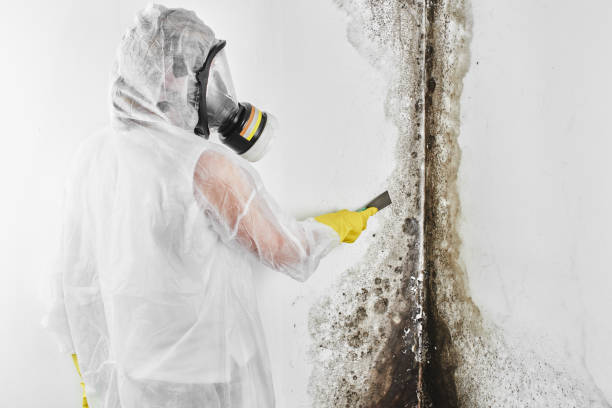 Best Home Mold Removal  in Stanton, MI