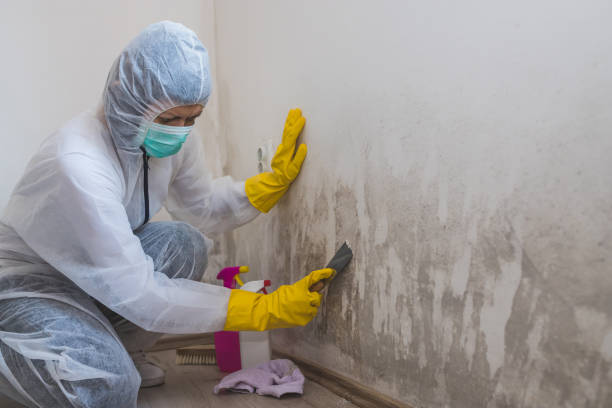 Professional Mold Removal in Stanton, MI