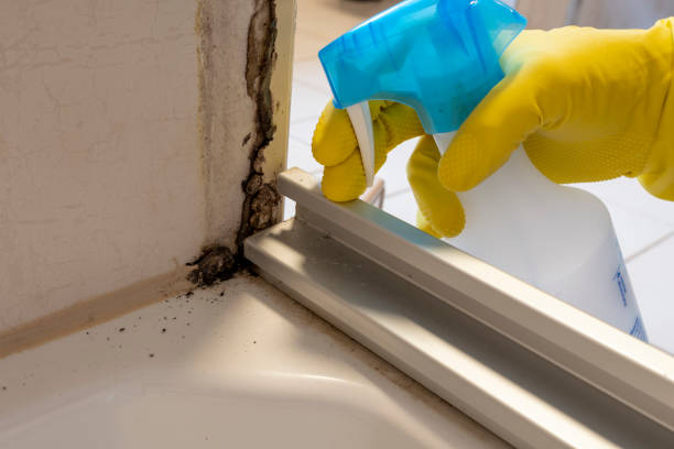 Best Certified Mold Removal  in Stanton, MI