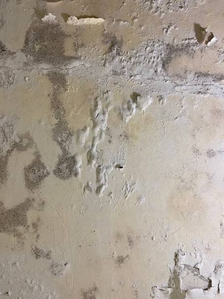 Best Office Mold Removal Services  in Stanton, MI