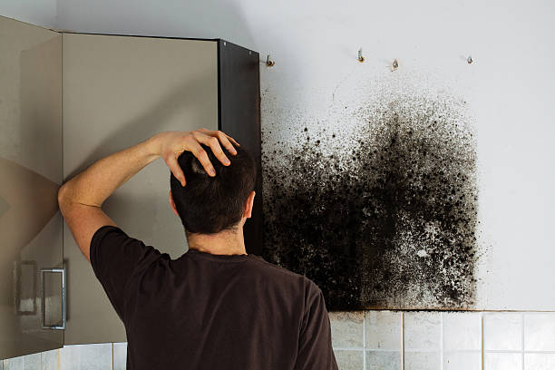 Best Affordable Mold Removal  in Stanton, MI