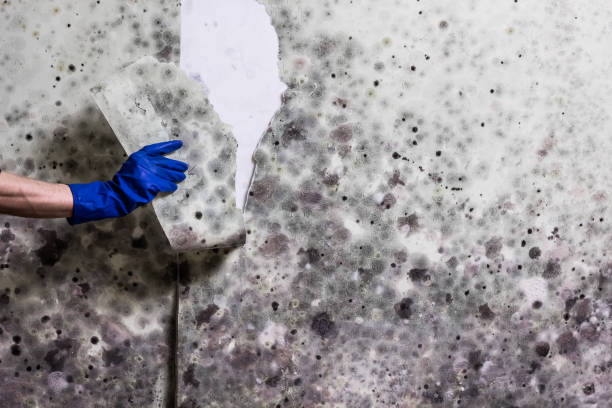 Office Mold Removal Services in Stanton, MI