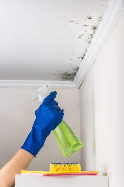 Best Emergency Mold Removal  in Stanton, MI
