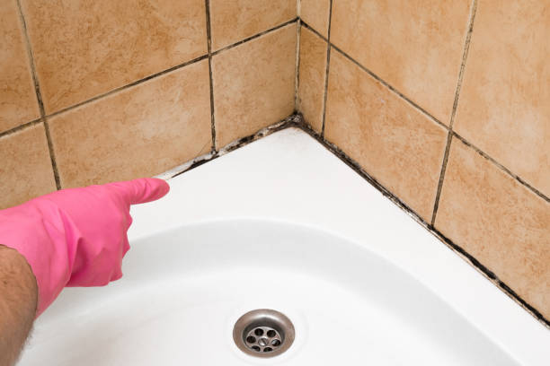 Best Local Mold Removal Service  in Stanton, MI